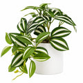 Planta Artificial Verde y Blanca con Maceta Decorativa, 45 cm