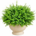 Planta Artificial de Boj Verde con Maceta Beige